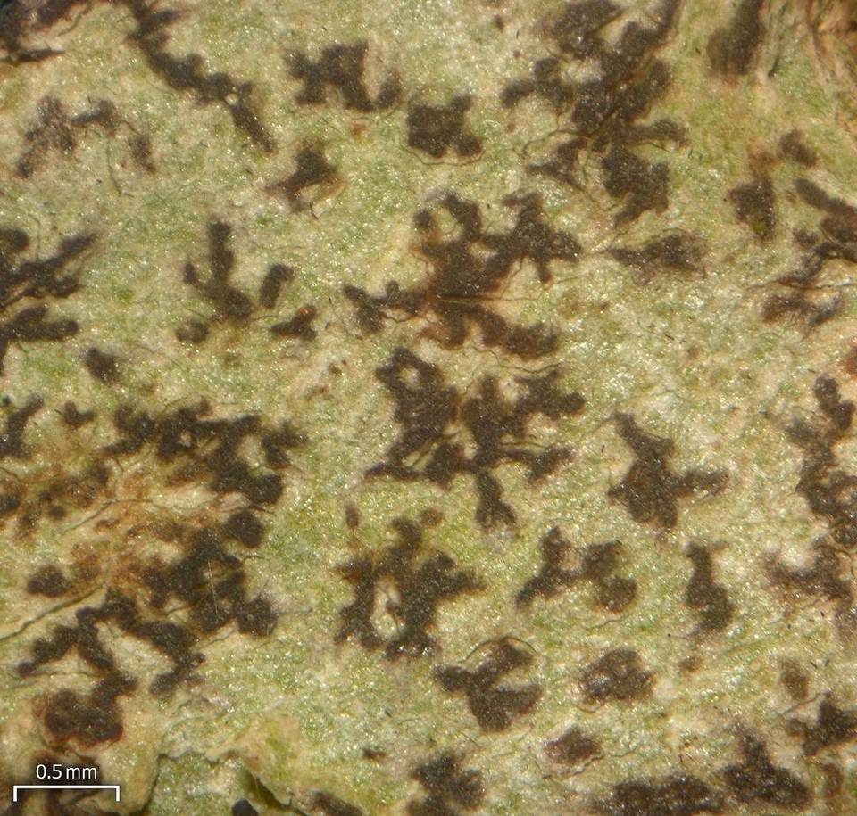 Arthonia anglica image
