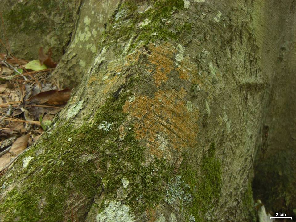 Graphis furcata image