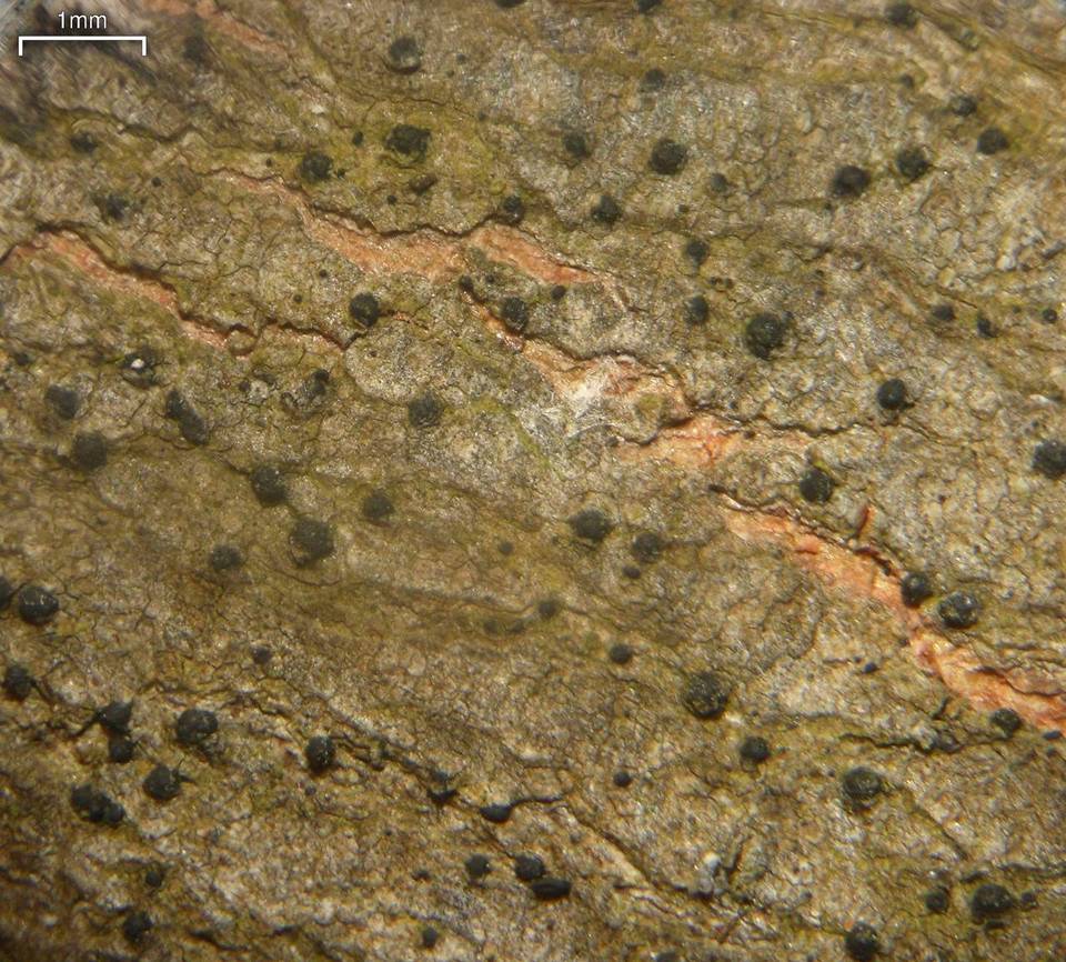 Pseudosagedia rhaphidosperma image