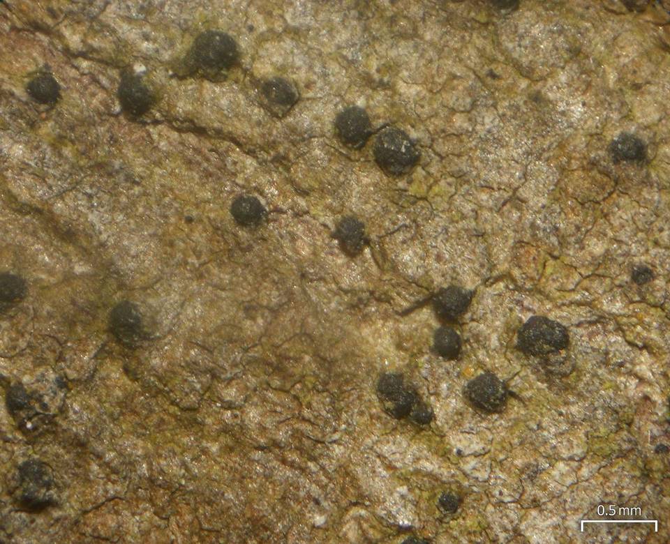 Pseudosagedia rhaphidosperma image
