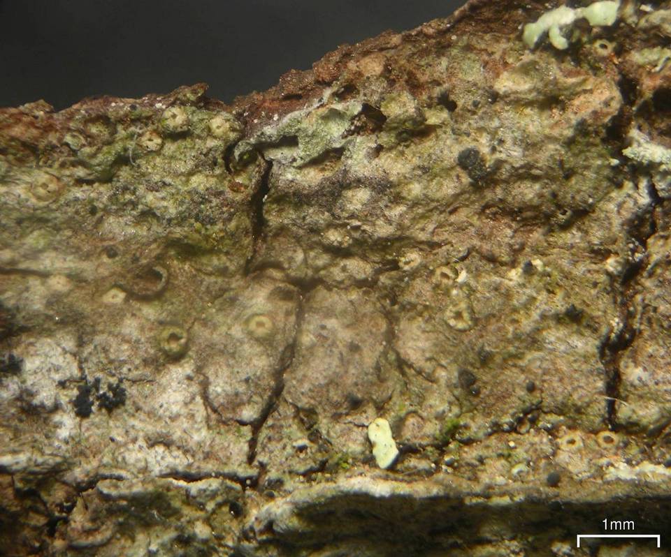 Ramonia microspora image