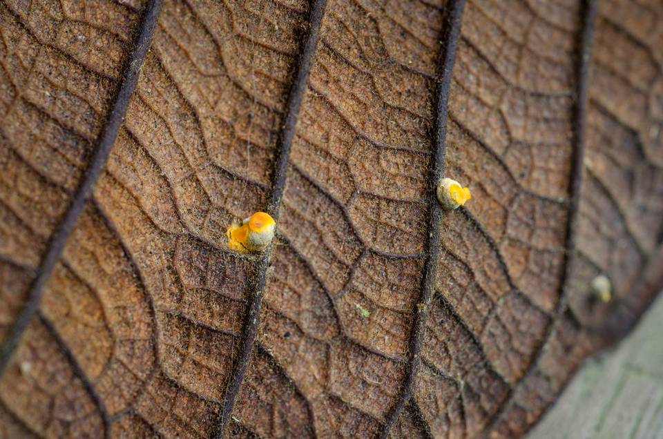 Moelleriella epiphylla image