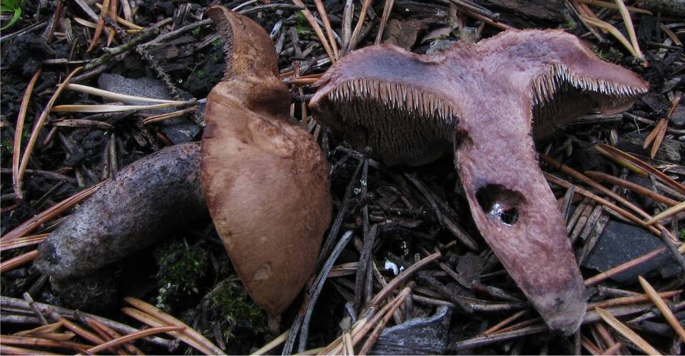 Sarcodon fuligineoviolaceus image