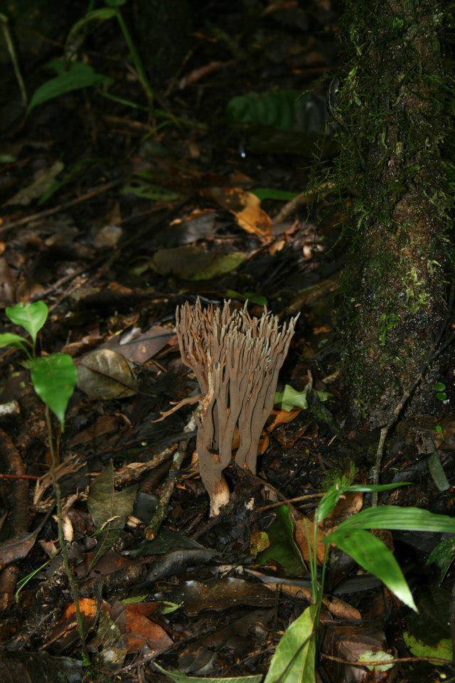 Ramaria zippelii image