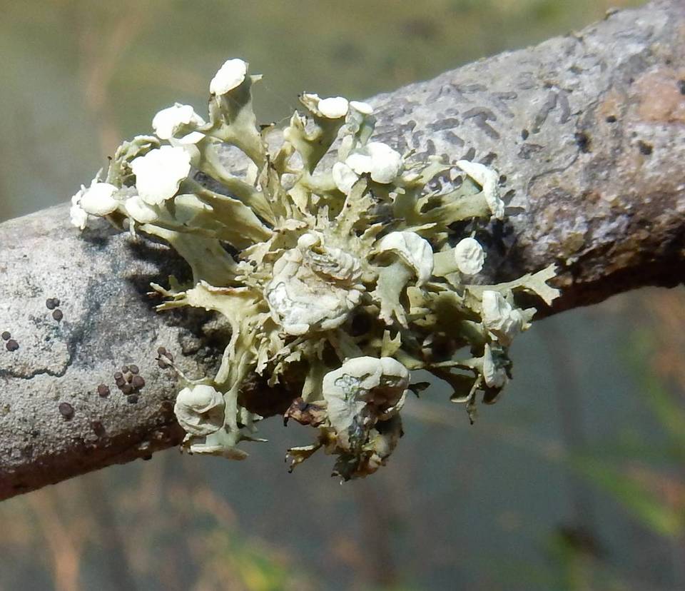 Ramalina culbersoniorum image