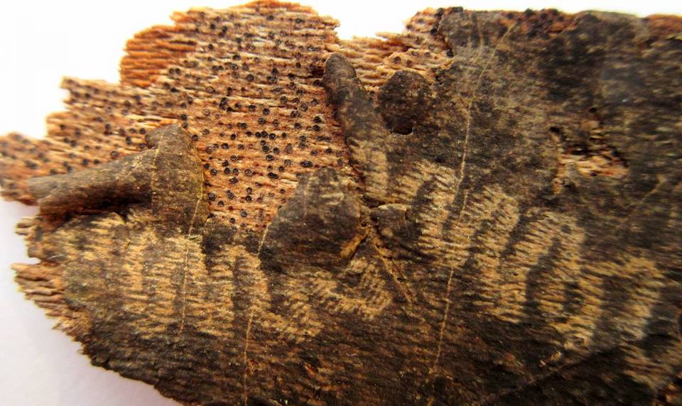 Hypoxylon tinctor image