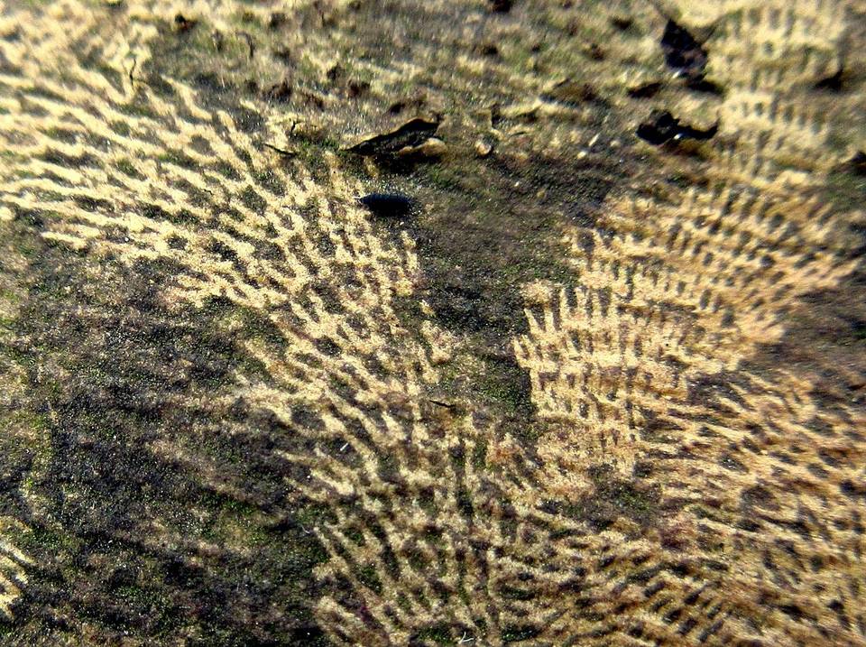Hypoxylon tinctor image