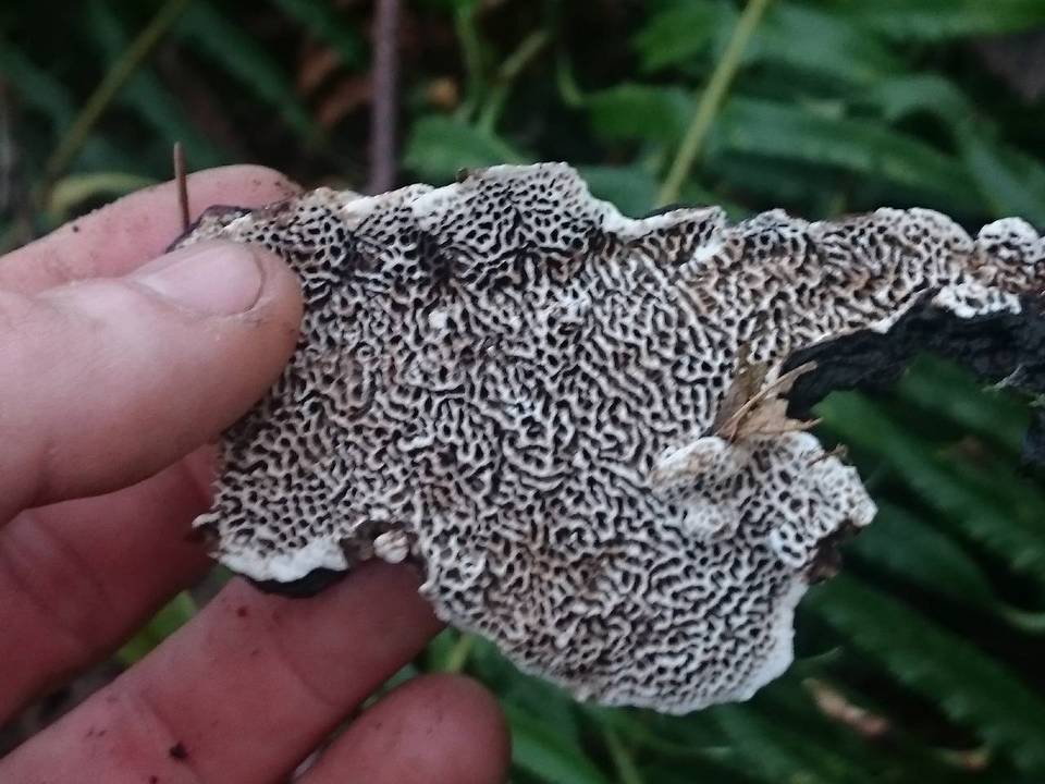 Datronia mollis image
