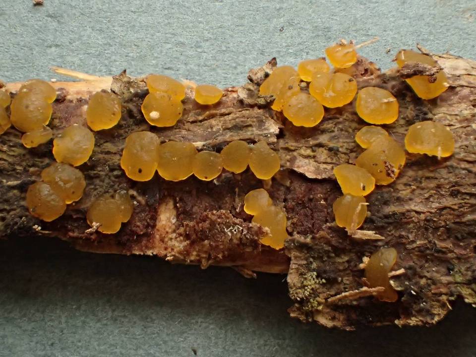 Dacrymyces variisporus image