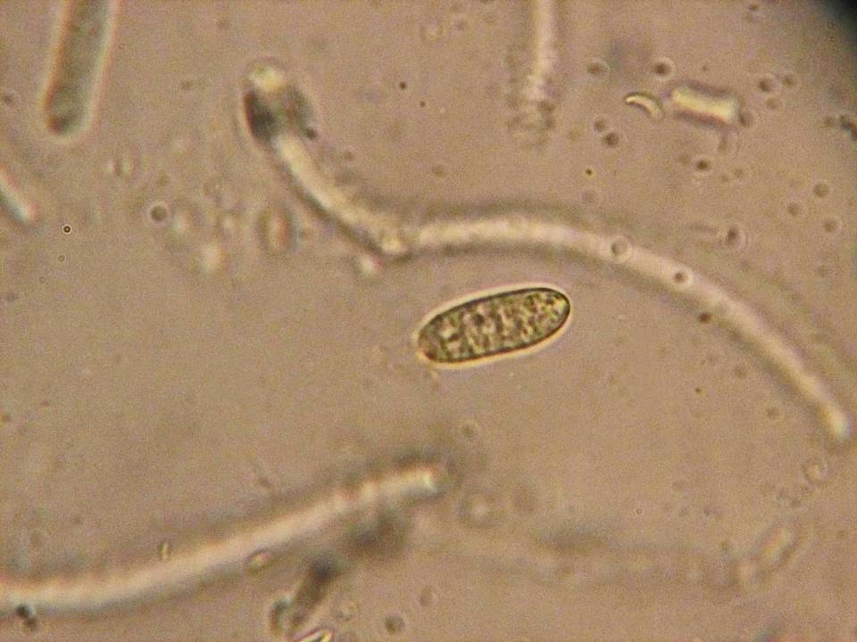 Dacrymyces variisporus image