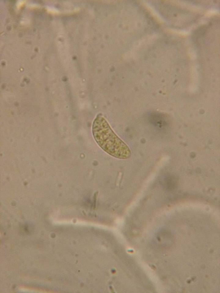 Dacrymyces variisporus image
