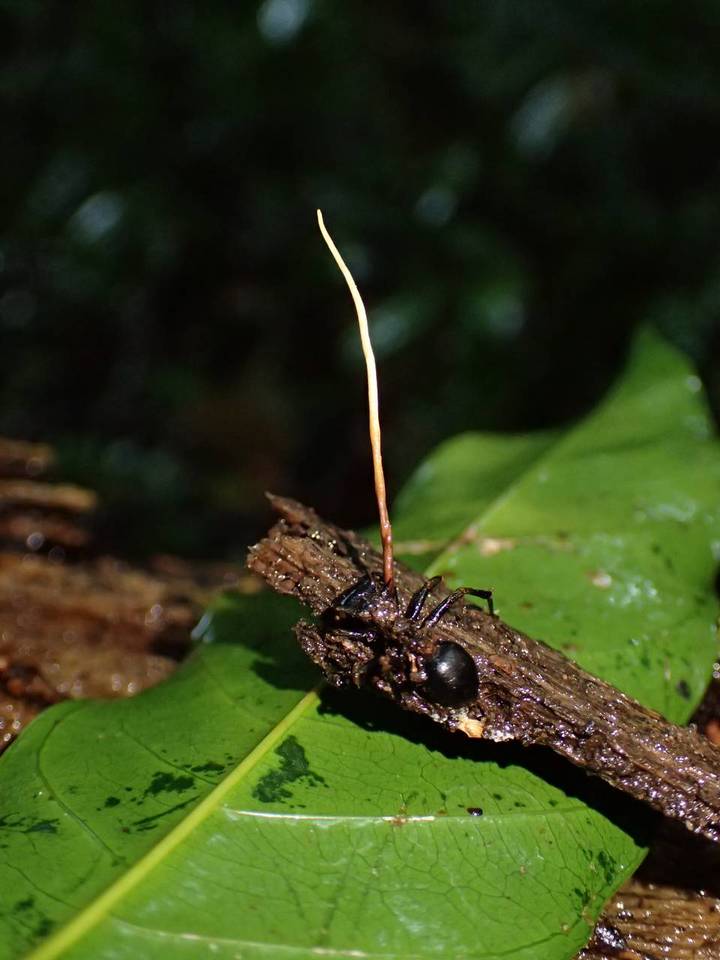 Ophiocordyceps kniphofioides image