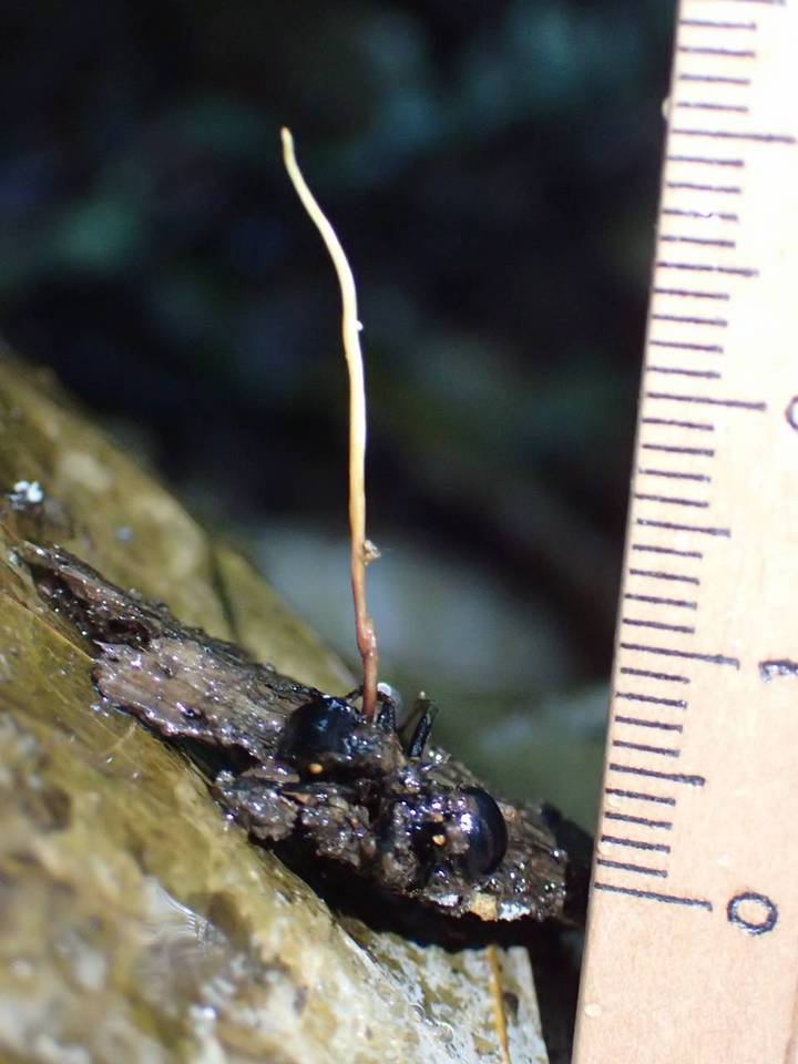Ophiocordyceps kniphofioides image