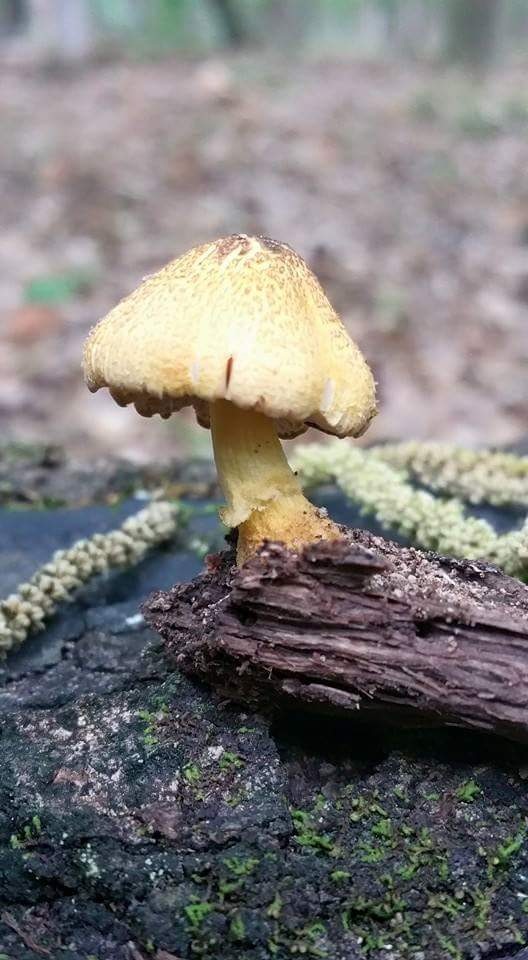 Pluteus mammillatus image