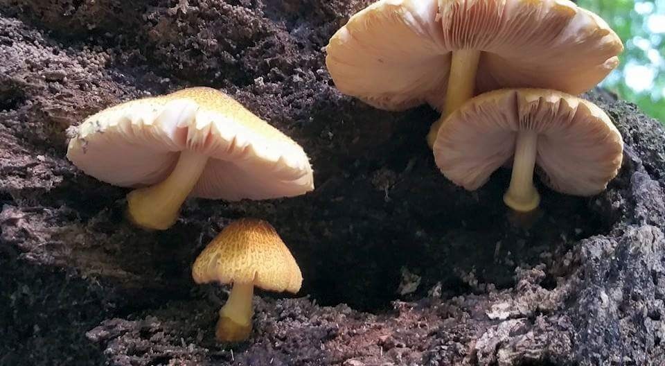 Pluteus mammillatus image