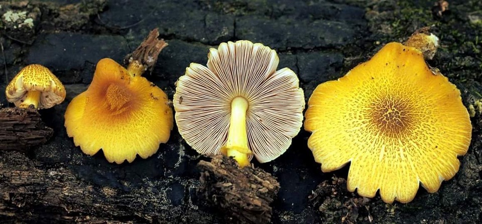Pluteus mammillatus image