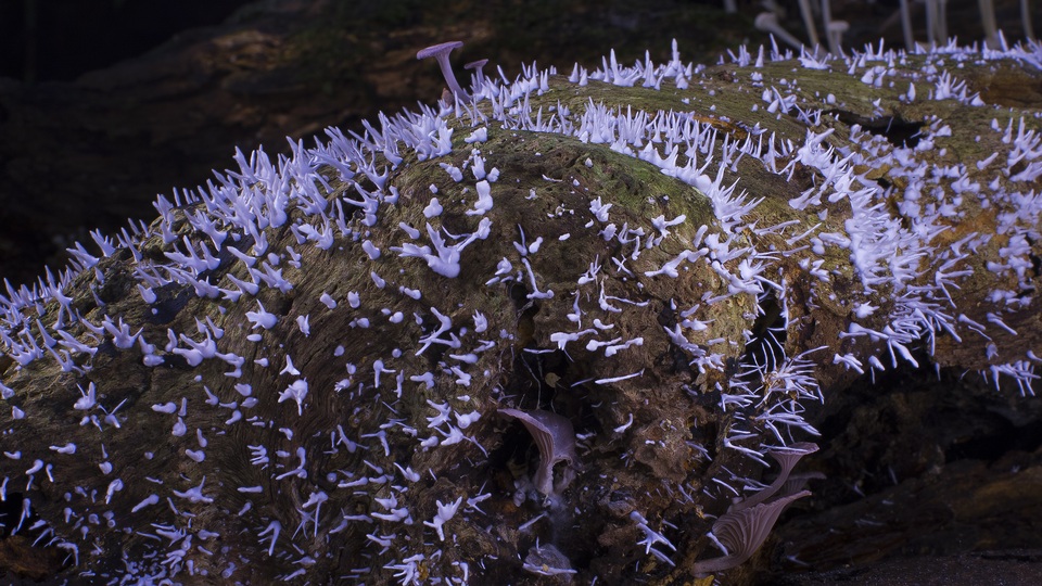 Trogia infundibuliformis image