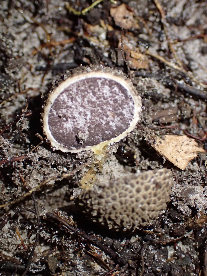 Scleroderma duckei image