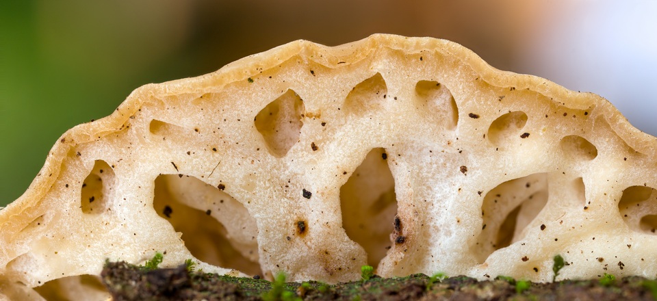 Rickiella edulis image