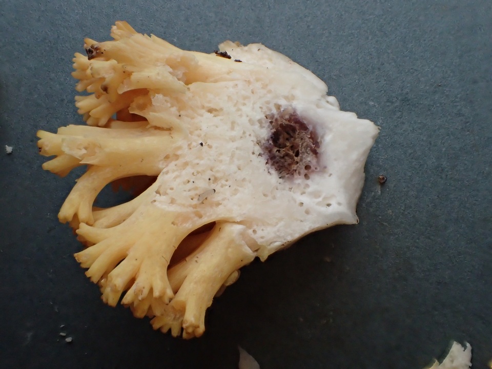 Ramaria rasilispora var. rasilispora image