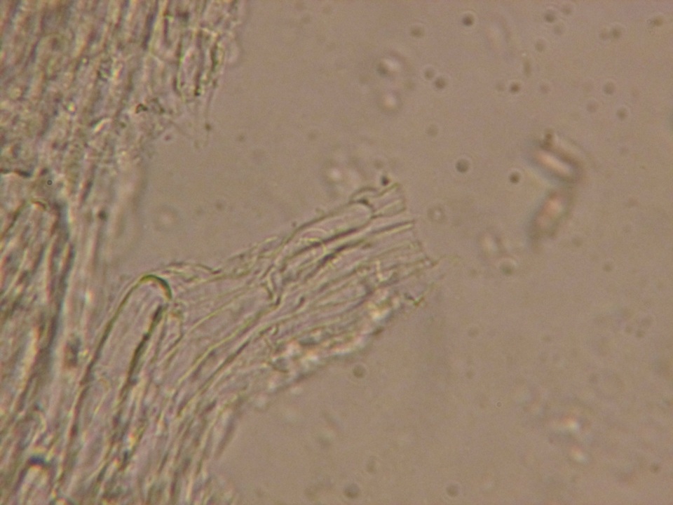 Ramaria rasilispora var. rasilispora image