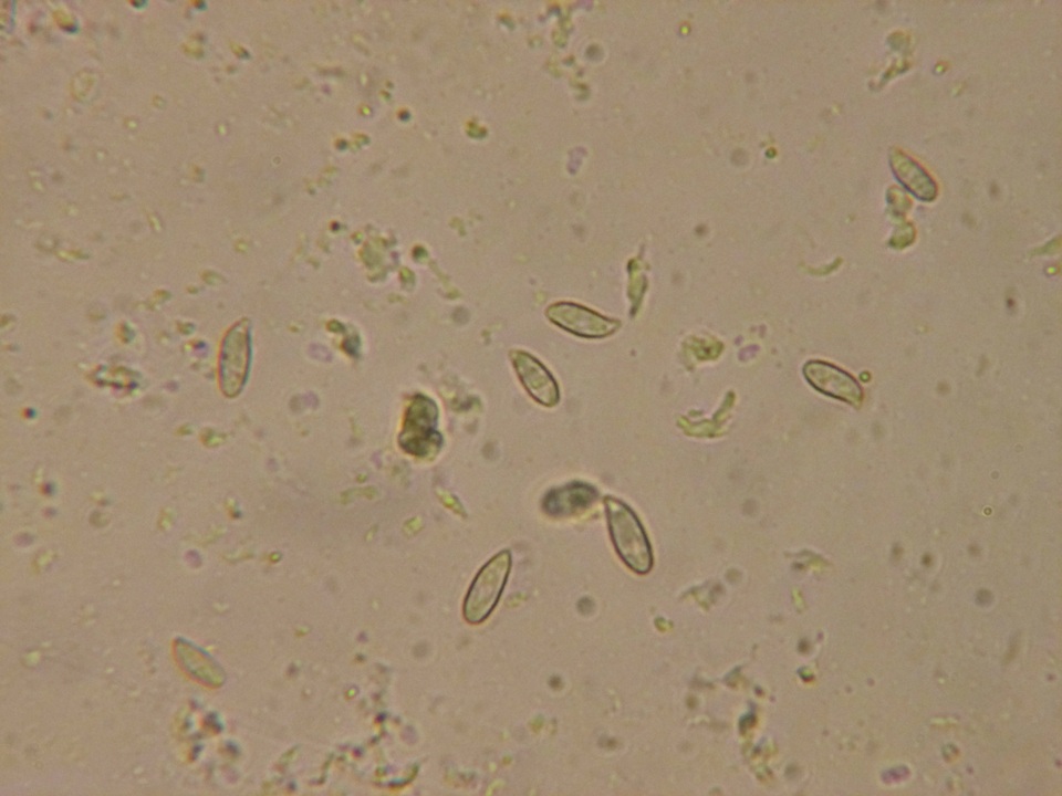 Ramaria rasilispora var. rasilispora image
