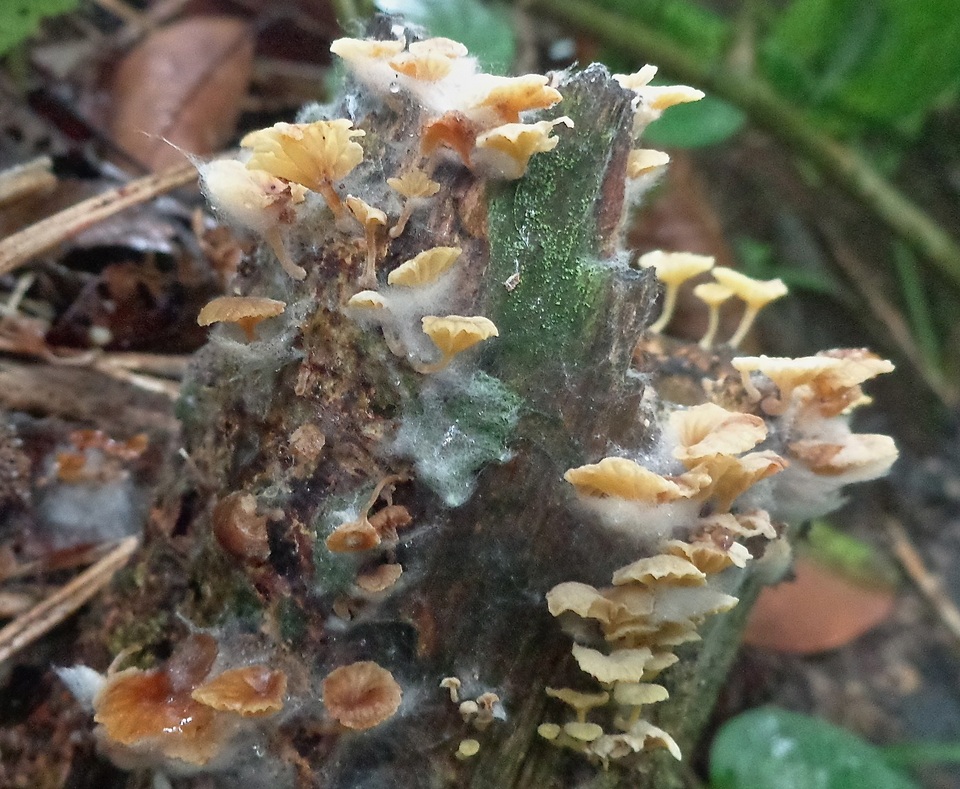 Gerronema nemorale image