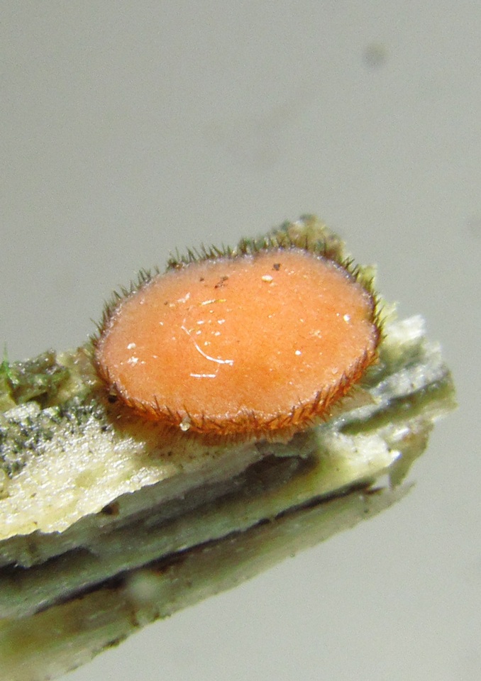 Scutellinia cejpii image