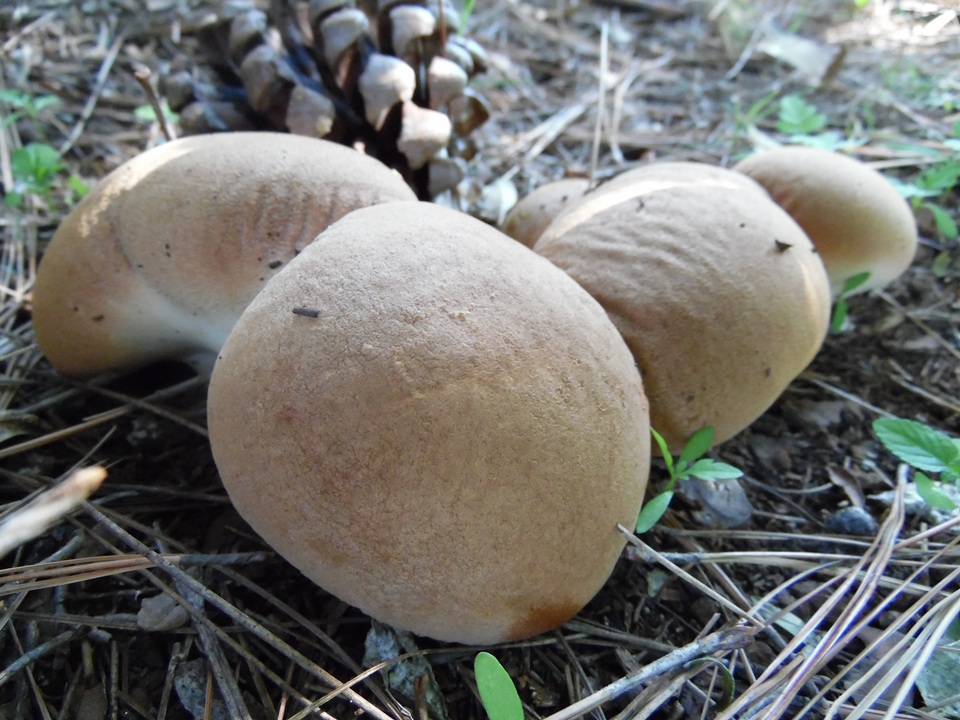 Calvatia rugosa image