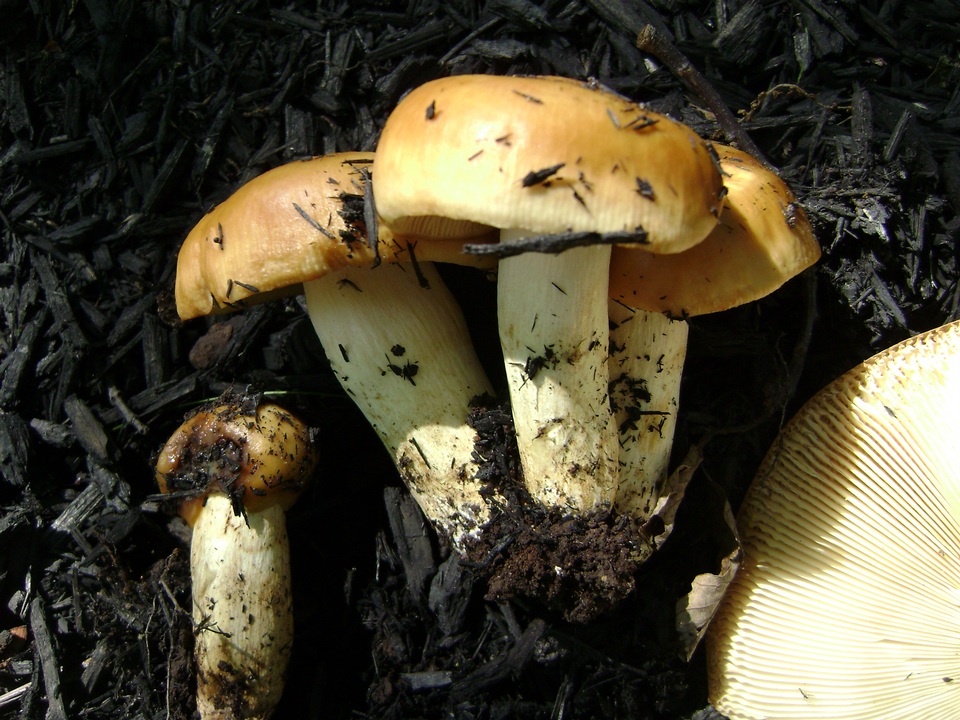 Russula foetentula image