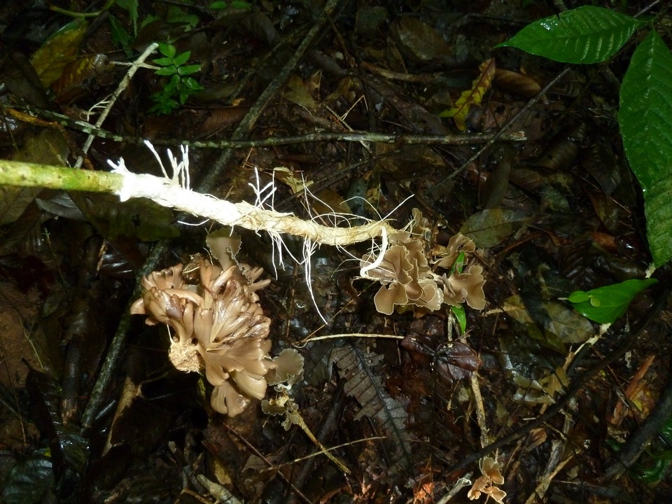 Inflatostereum glabrum image