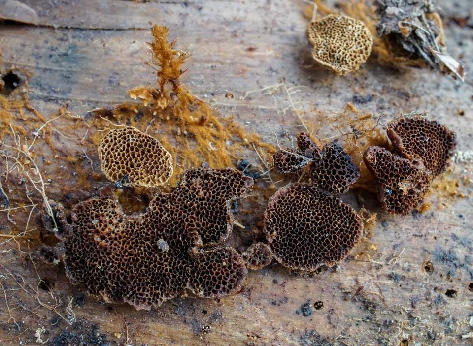 Coltriciella image