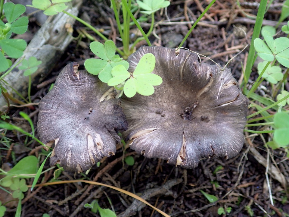 Entoloma brunneoserrulatum image