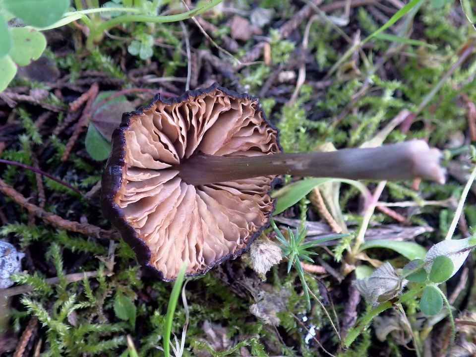 Entoloma brunneoserrulatum image