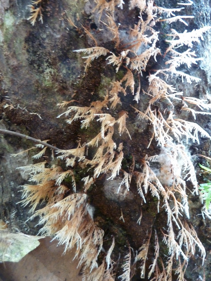 Deflexula sprucei image