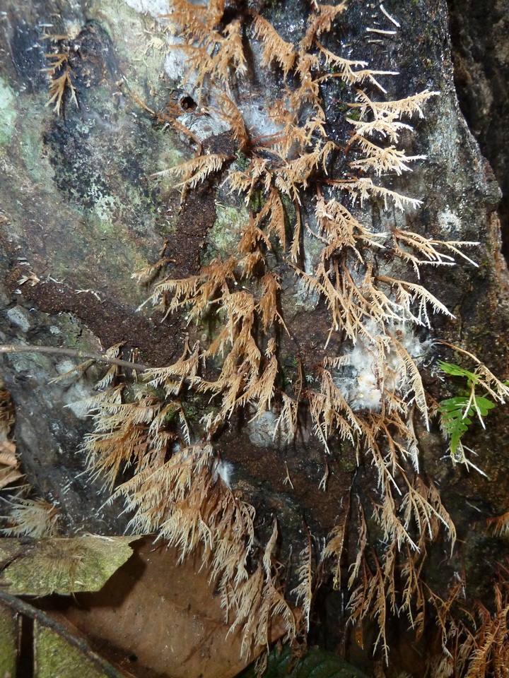 Deflexula sprucei image
