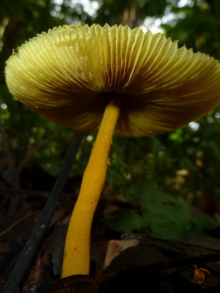 Leucocoprinus brunneoluteus image