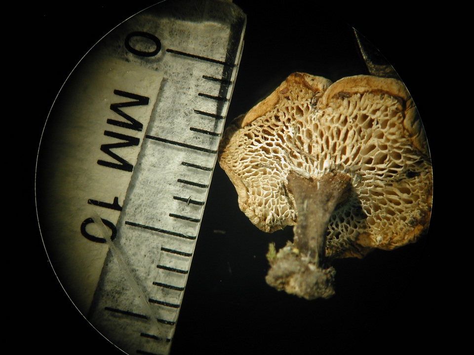 Polyporus cryptopus image