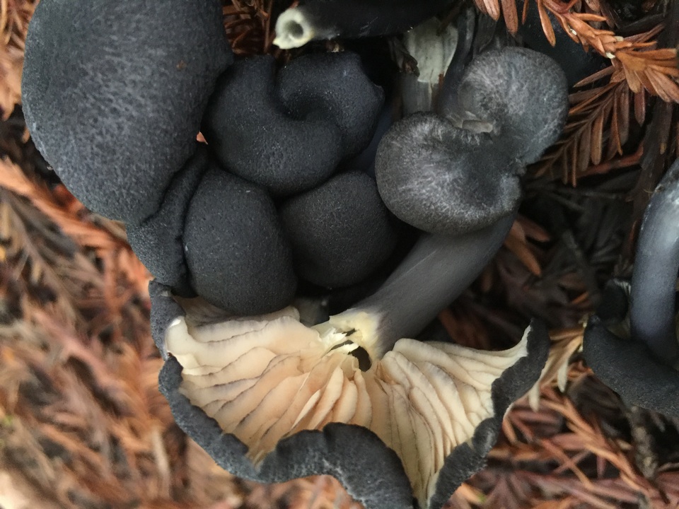 Entoloma subviduense image