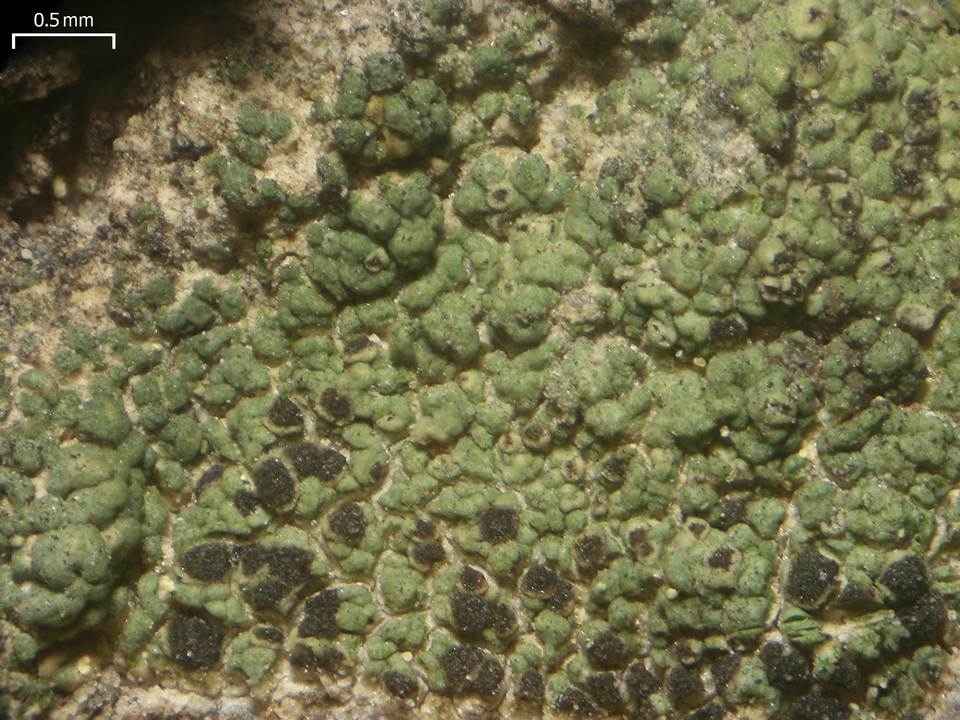 Buellia jugorum image