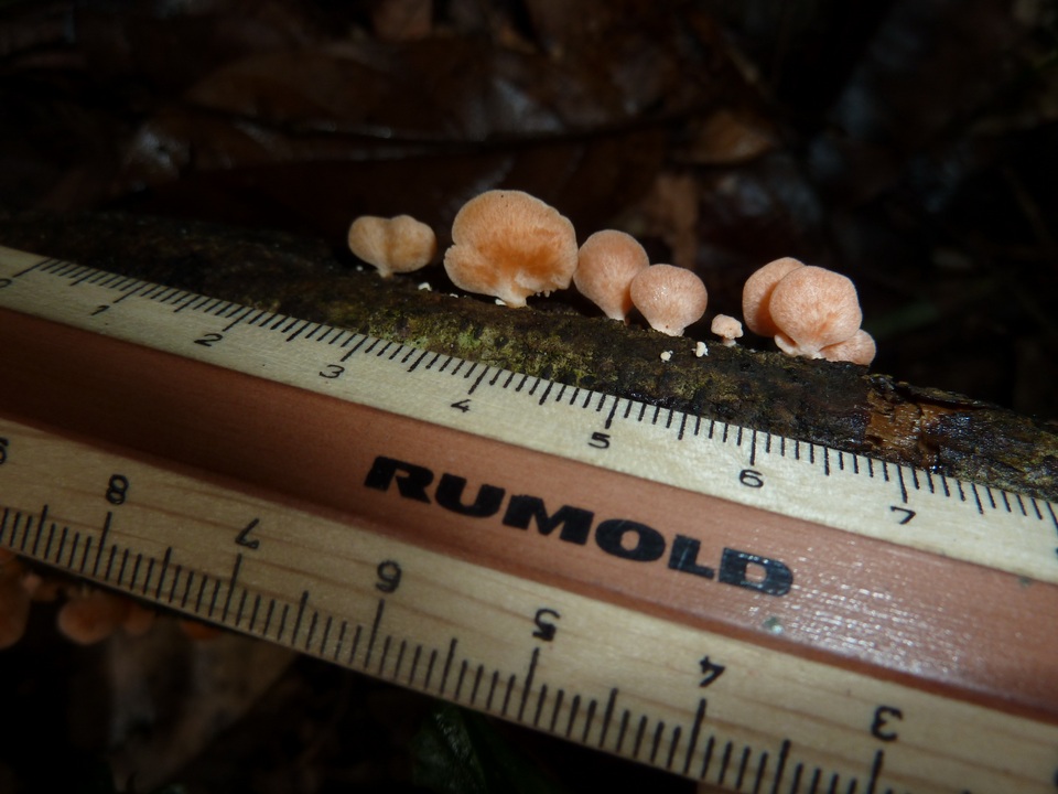 Pleurotus djamor var. roseus image