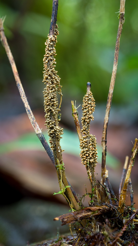 Glomus coremioides image