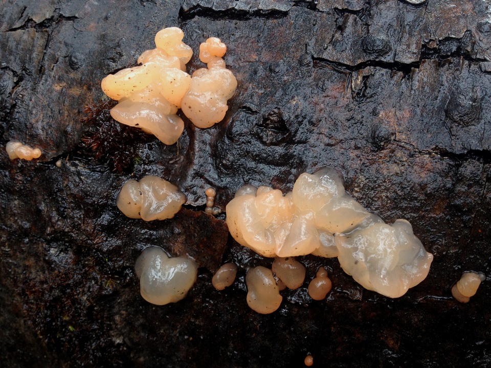 Craterocolla cerasi image