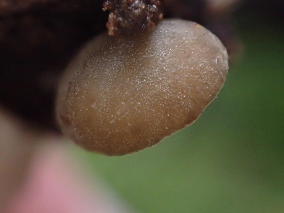 Simocybe haustellaris image