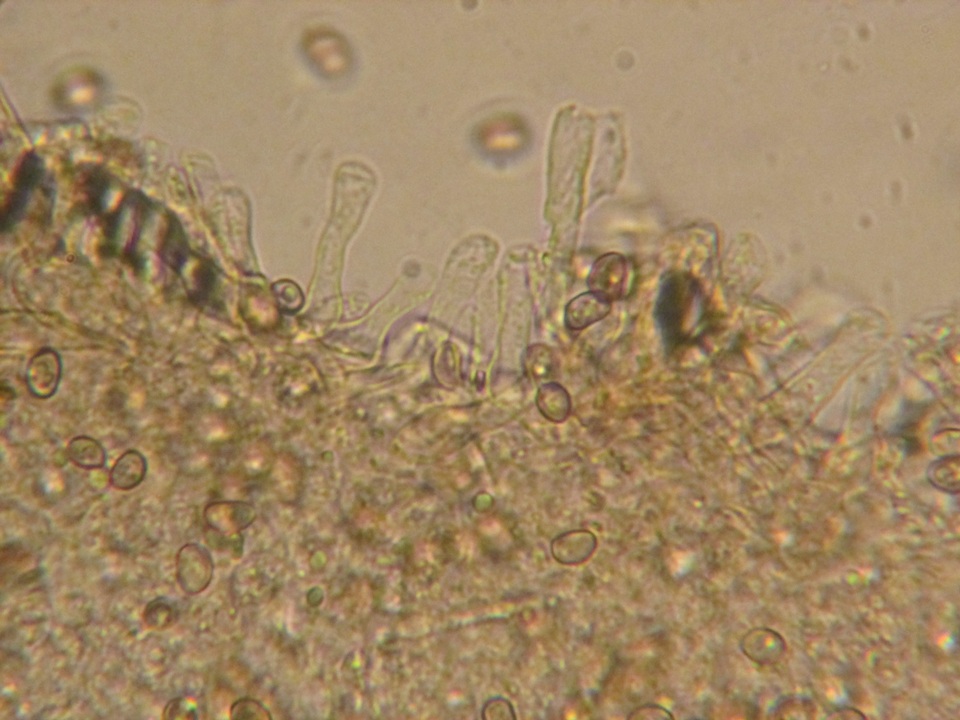 Simocybe haustellaris image