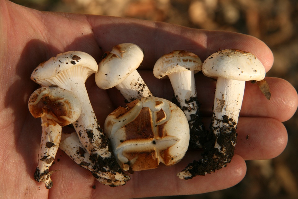 Hygrophorus albicastaneus image
