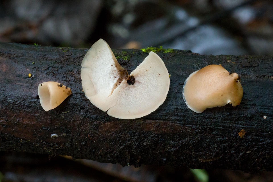 Auriscalpium andinum image