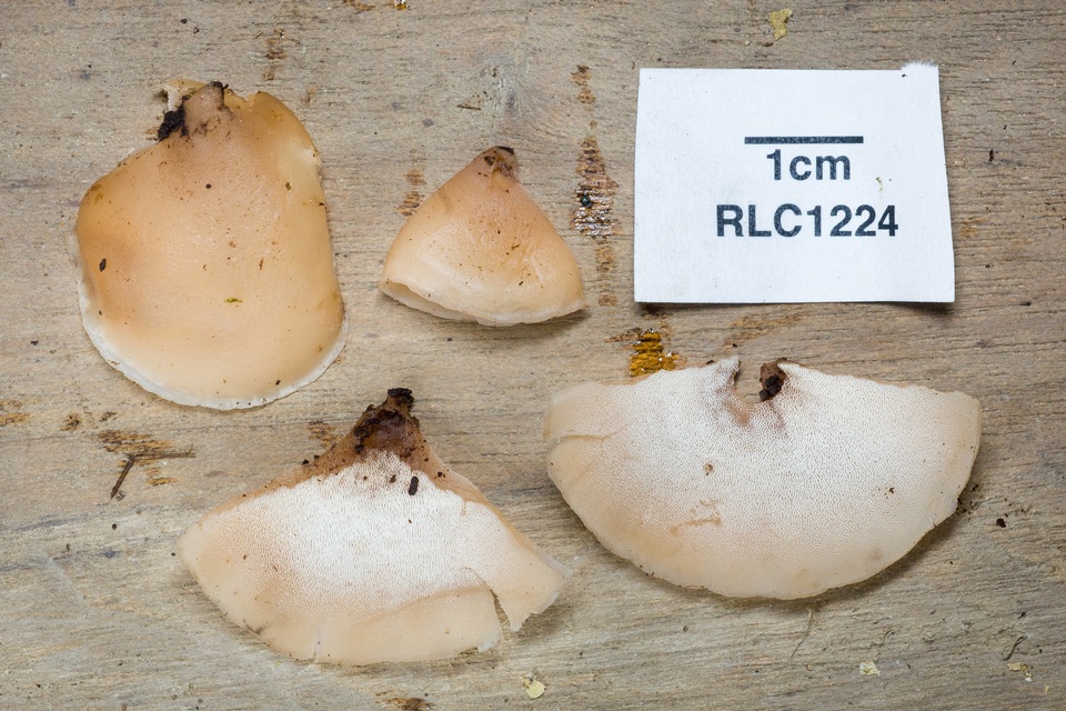 Auriscalpium andinum image