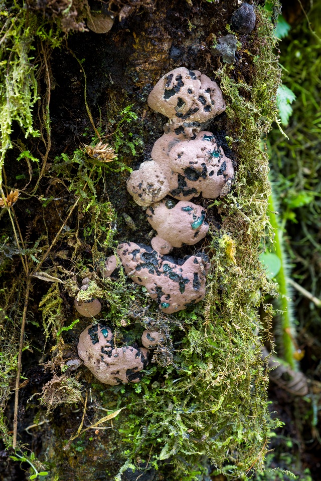 Pyrenopolyporus symphyon image