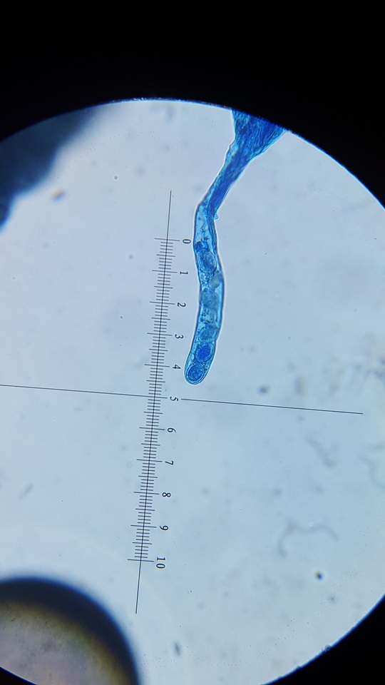 Verpa chicoensis image